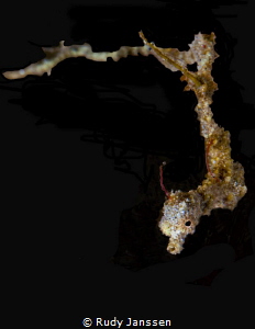 Lembeh sea dragon by Rudy Janssen 